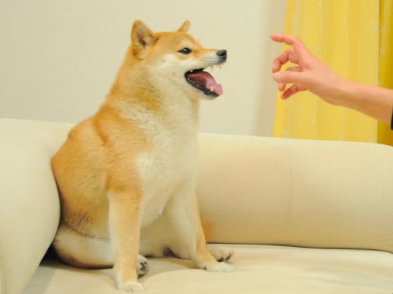 Feisty Doge (BIC DAO)