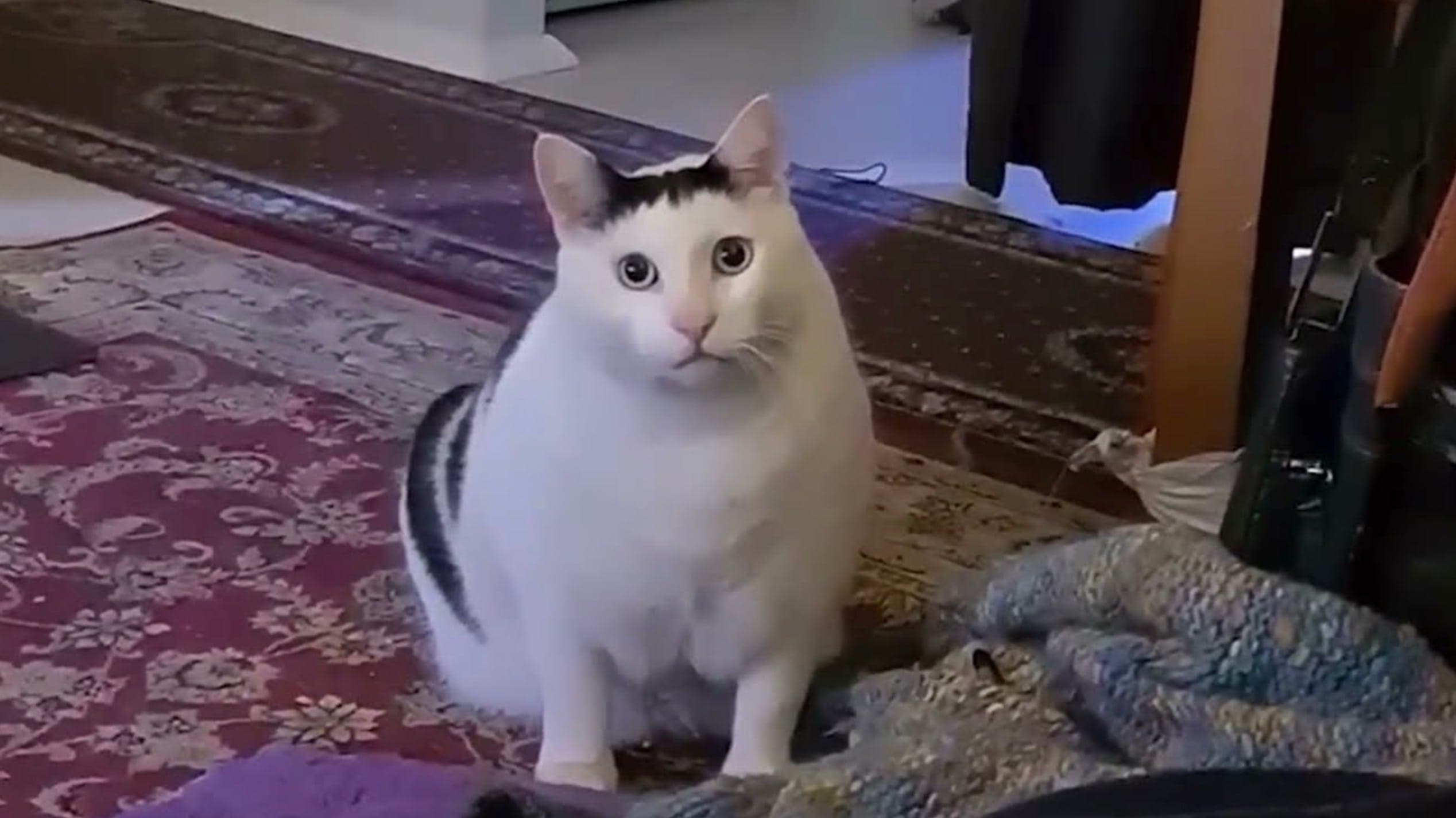 Huh Cat