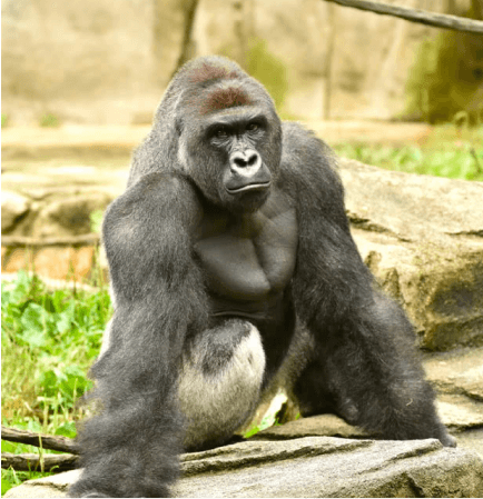 Harambe