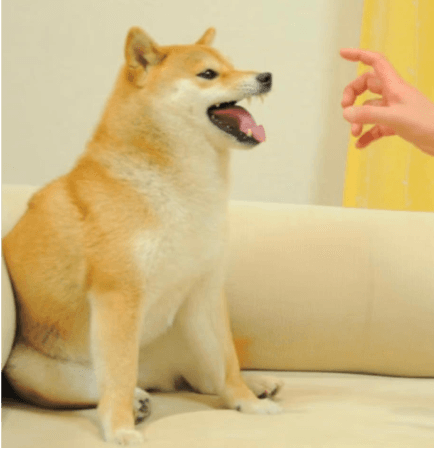 Feisty Doge (BIC DAO)