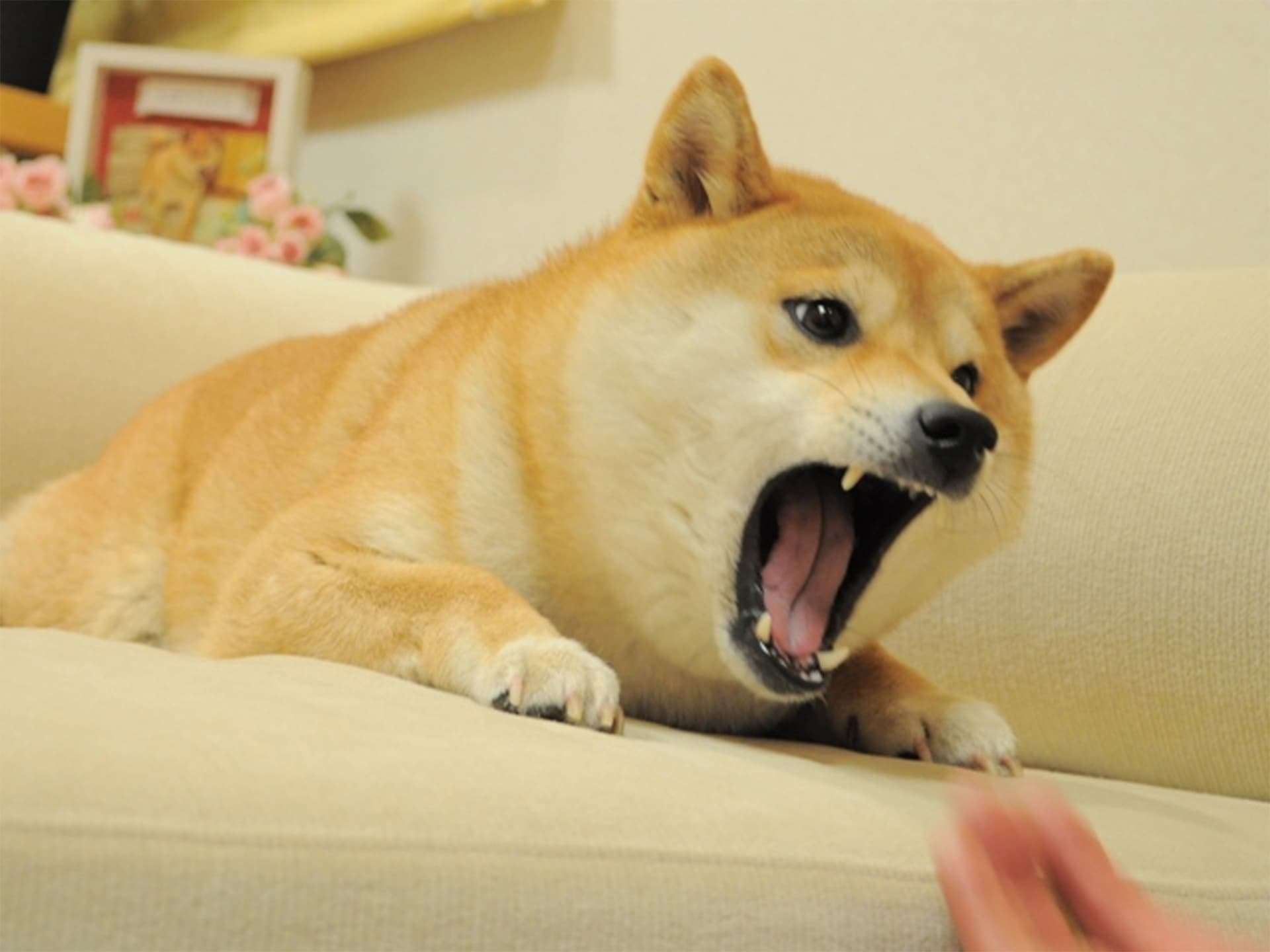 Angry Doge NFT